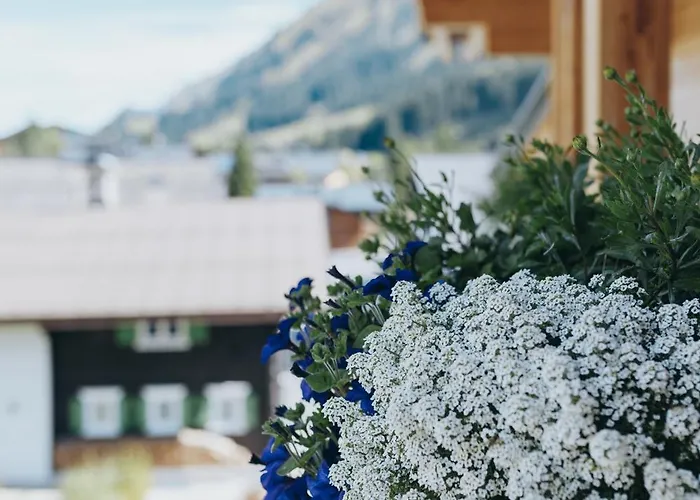 Laurus 레흐암 아르베르크